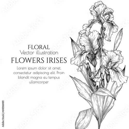 Vector illustration of flowers irises in engraving style