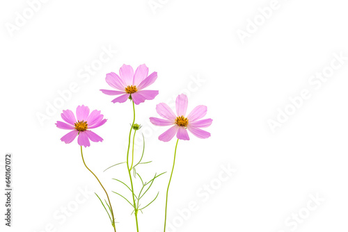Pink cosmos flower on a white background. Beautiful flower composition.