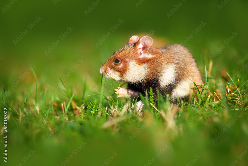 The European hamster - Cricetus cricetus, also known as the Eurasian hamster The European hamster - Cricetus cricetus, also known as the Eurasian hamster