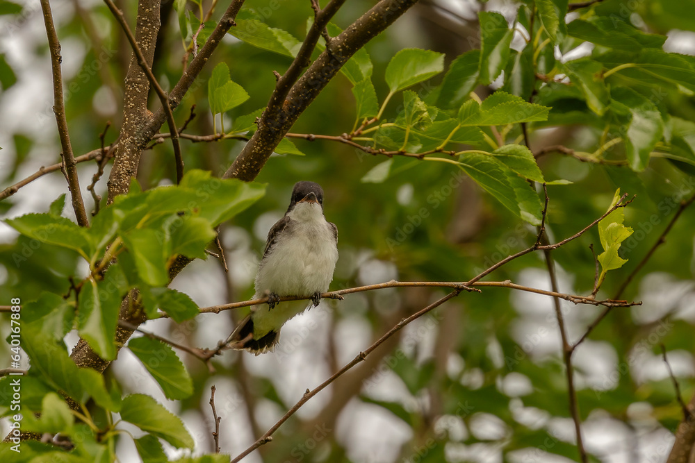 Eastern Kingbird fledgling waits to be fed while perched on a tree branch Eastern Kingbird fledgling waits to be fed while perched on a tree branch