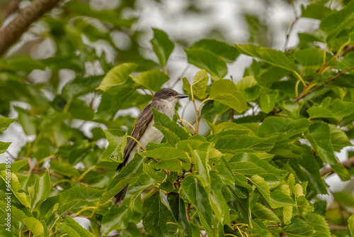 Eastern Kingbird perched on a tree branch
