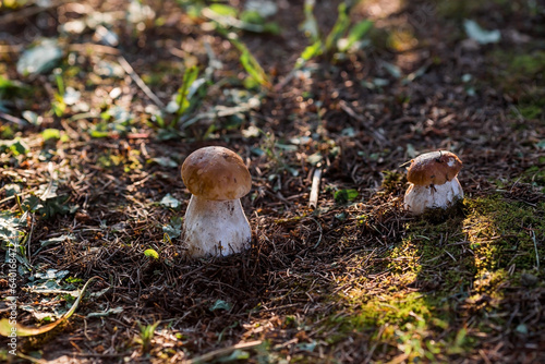 A noble, royal mushroom. White mushroom boletus. Porcini mushrooms in the spruce forest. Beautiful texture of nature background.