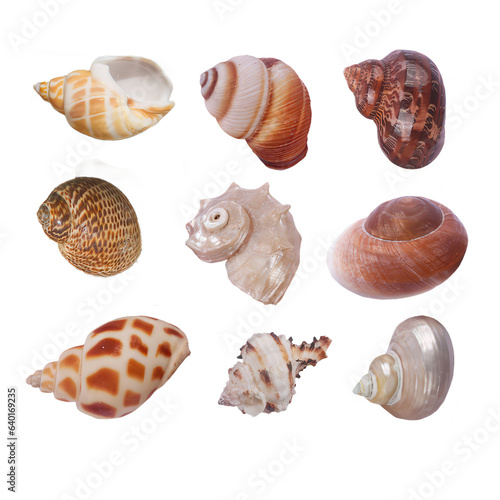 Seashell conch starfish seaside element sea animal Shell PNG format easy to use