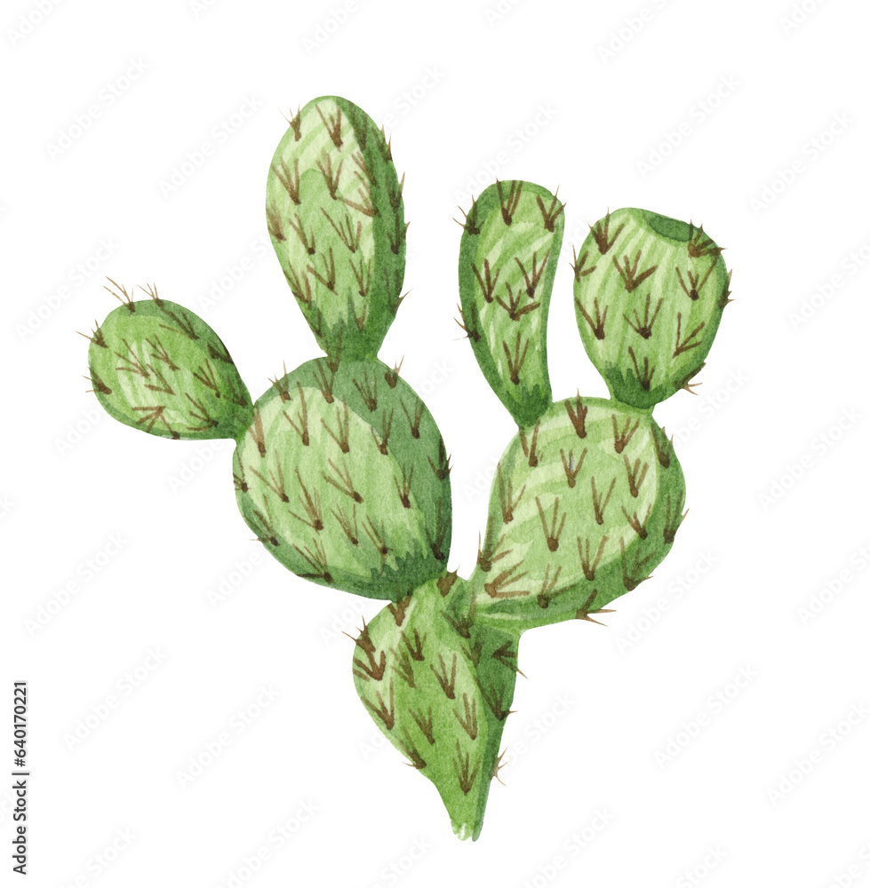 Fototapeta premium Watrcolor hand drawn realistic cactus illustration. Botanical Angel wing cactus or The bunny ears on white.