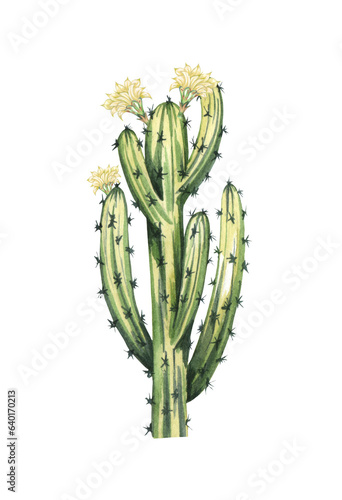 Watrcolor hand drawn realistic cactus illustration. Botanical blooming Armatocereus oligogonus isolated on white photo