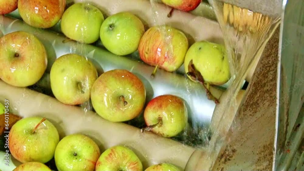 Apple Sorting And Packing Factory Apple Sorting And Packing Factory