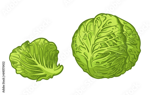 Cabbage and cabbage leaf. Vector illustration of cabbage isolated on a white background.