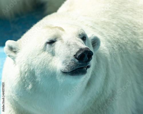 polar bear in the zoo.