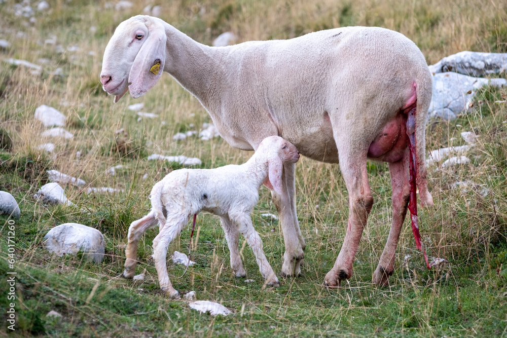 A female ewe with the amniotic sac still attached and her newborn lamb. A tender moment between the mother and the little lamb. Concept: a mother's love.
A female ewe with the amniotic sac still attached and her newborn lamb. A tender moment between the mother and the little lamb. Concept: a mother's love.