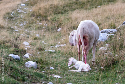 A female ewe with the amniotic sac still attached and her newborn lamb. A tender moment between the mother and the little lamb. Concept: a mother's love.
