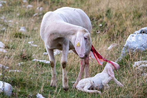 A female ewe with the amniotic sac still attached and her newborn lamb. A tender moment between the mother and the little lamb. Concept: a mother's love.
