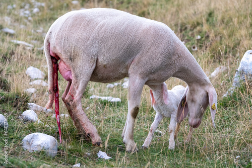 A female ewe with the amniotic sac still attached and her newborn lamb. A tender moment between the mother and the little lamb. Concept: a mother's love.
