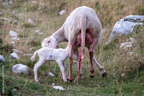 A female ewe with the amniotic sac still attached and her newborn lamb. A tender moment between the mother and the little lamb. Concept: a mother's love.
