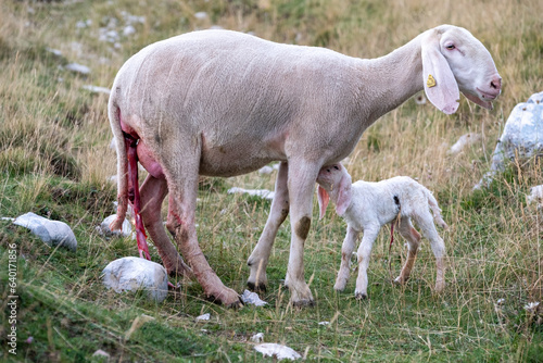 A female ewe with the amniotic sac still attached and her newborn lamb. A tender moment between the mother and the little lamb. Concept: a mother's love.
