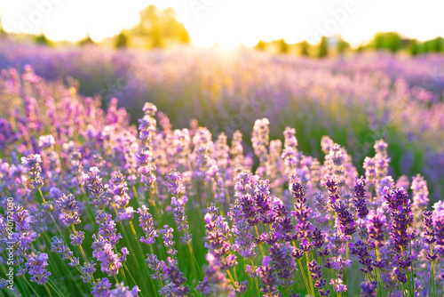 Close-up of lavender flowers against the dawn background. Beatiful morning atmoshere filled with lavender scents.