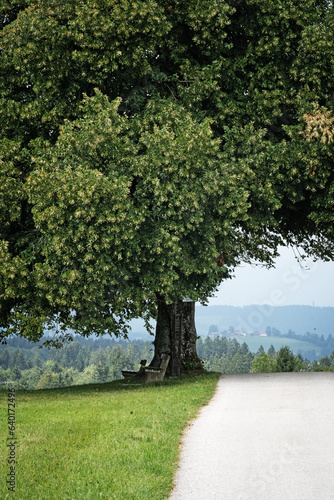 Einzelner Baum mit Parkbank 