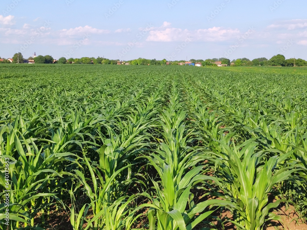 rows of green corn field in sunlight