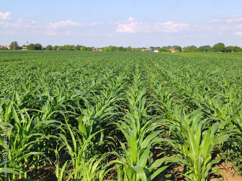 rows of green corn field in sunlight rows of green corn field in sunlight