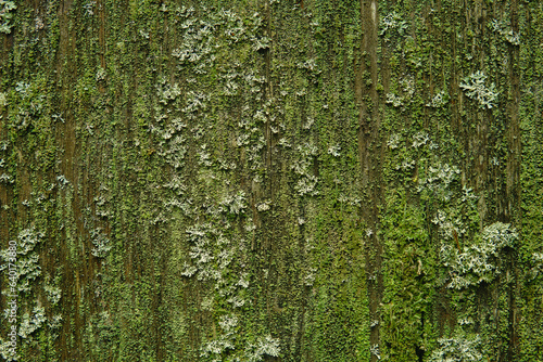 background, texture - surface covered with lichens and moss © Evgeny