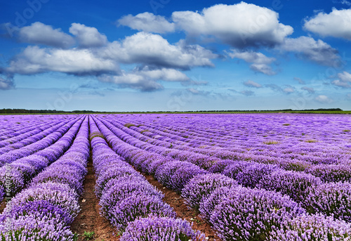 Fototapeta Naklejka Na Ścianę i Meble -  Blooming lavender field