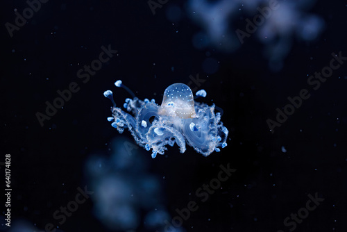 underwater shot of a beautiful Australian Spotted Jellyfish