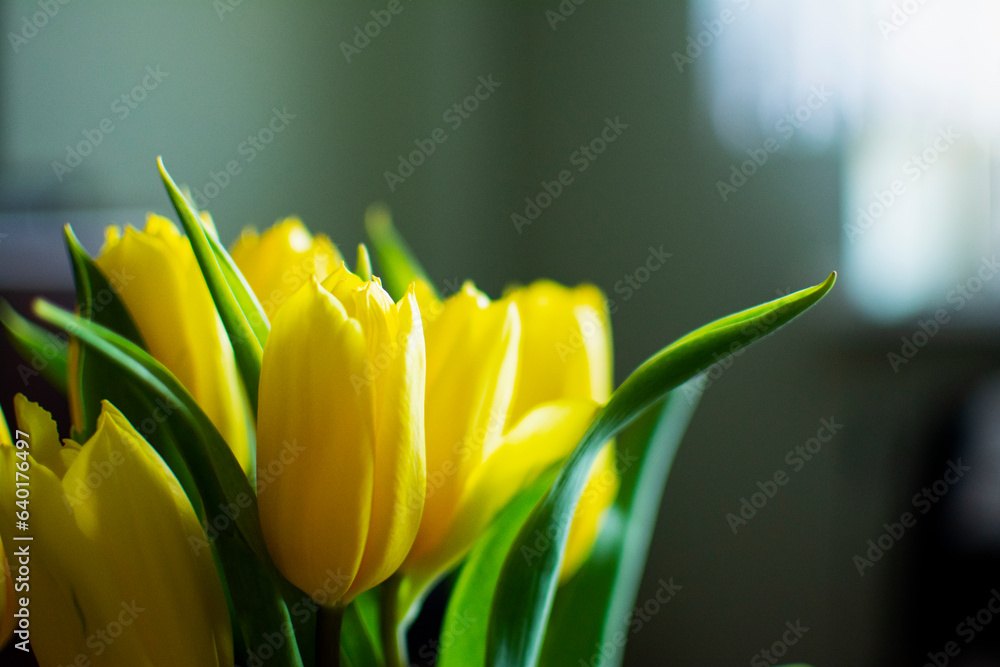 Fototapeta premium Portret tulipanów