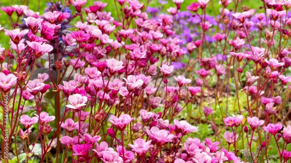 Little pink flowers moving under the soft spring wind. Fresh nature background. 4K colorful floral video. Little pink flowers moving under the soft spring wind. Fresh nature background. 4K colorful floral video.