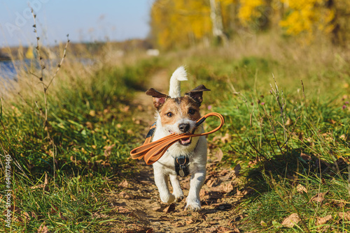 On Autumn day happy dog holding leash enjoys walking in nature