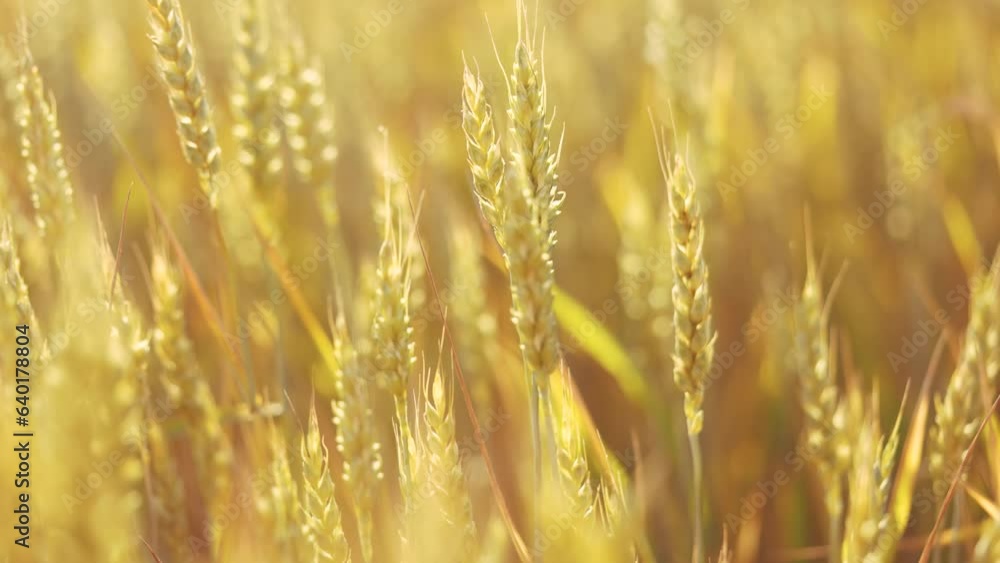 the agriculture wheat. green sprouts of wheat in fertile black soil. agriculture business farming concept. lifestyle beautiful field of wheat plants general plan nature natural healthy food the agriculture wheat. green sprouts of wheat in fertile black soil. agriculture business farming concept. lifestyle beautiful field of wheat plants general plan nature natural healthy food