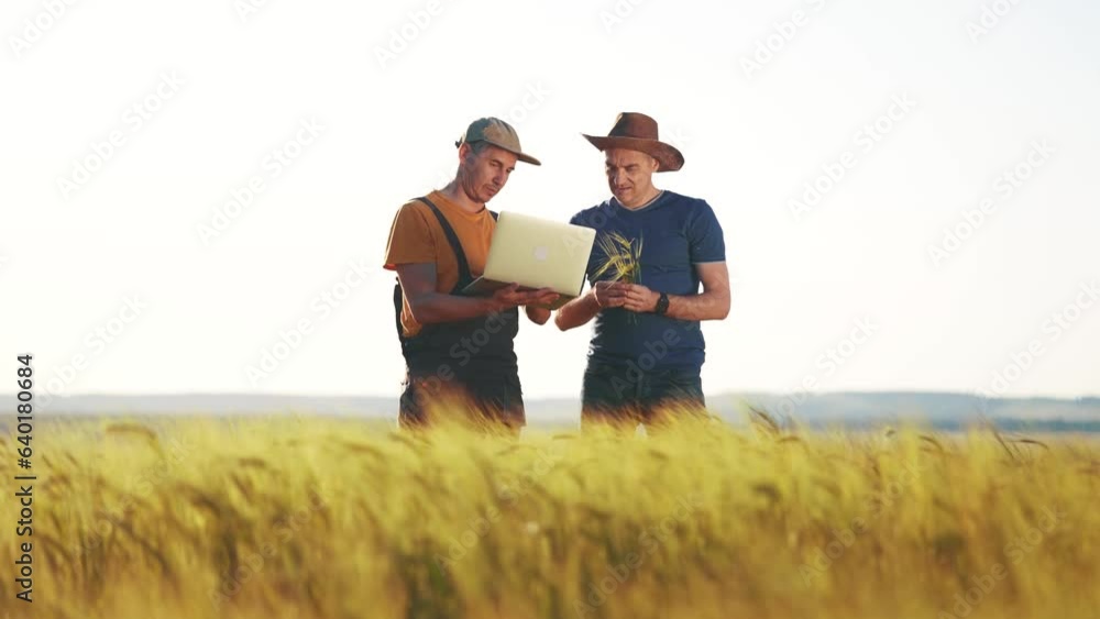 agriculture wheat. two farmers work in a field with wheat. agriculture business farm concept. farmers examining wheat lifestyle sprouts in an agricultural field and check them with laptop agriculture wheat. two farmers work in a field with wheat. agriculture business farm concept. farmers examining wheat lifestyle sprouts in an agricultural field and check them with laptop