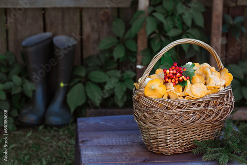 Noble  edible chanterelle mushrooms. A beautiful wicker basket with mushrooms and rubber boots at the dacha. Rustic still life. Mushroom picking.