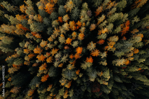 Aerial autumn view of hiking trail and trees, The Dolomites South Tyrol Italy