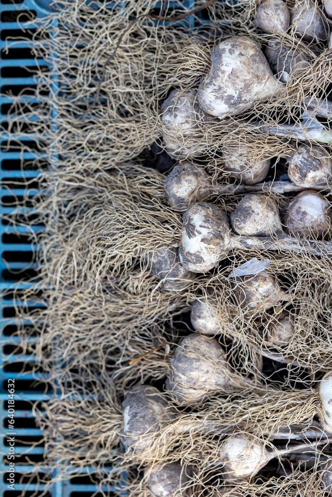 Organic garlic is dried after harvesting. Garlic as a source of health in natural folk medicine Organic garlic is dried after harvesting. Garlic as a source of health in natural folk medicine