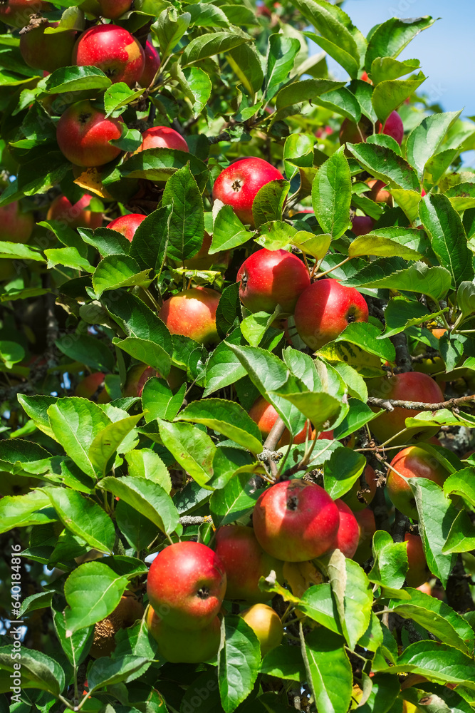 View of red ripe apples on a tree in an orchard in Taunus/Germany in autumn View of red ripe apples on a tree in an orchard in Taunus/Germany in autumn
