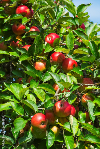 View of red ripe apples on a tree in an orchard in Taunus/Germany in autumn