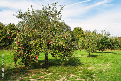 View of an orchard in the Taunus/Germany in autumn with ripe apples