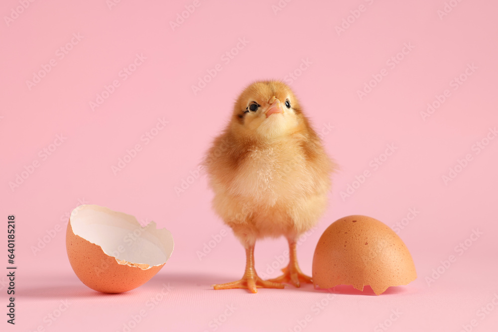 Cute chick and pieces of eggshell on pink background, closeup. Baby animal Cute chick and pieces of eggshell on pink background, closeup. Baby animal