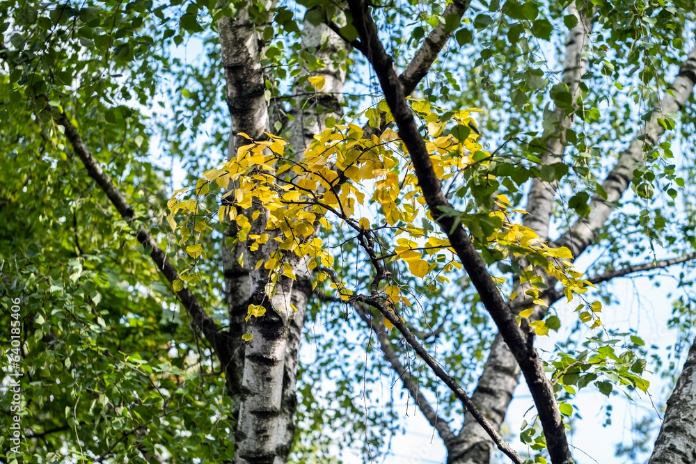 Fototapeta premium THE FIRST YELLOW LEAVES ON THE BIRCH IN EARLY AUTUMN