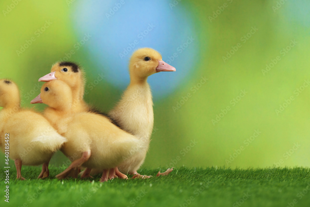 Cute fluffy ducklings on artificial grass against blurred background, space for text. Baby animals