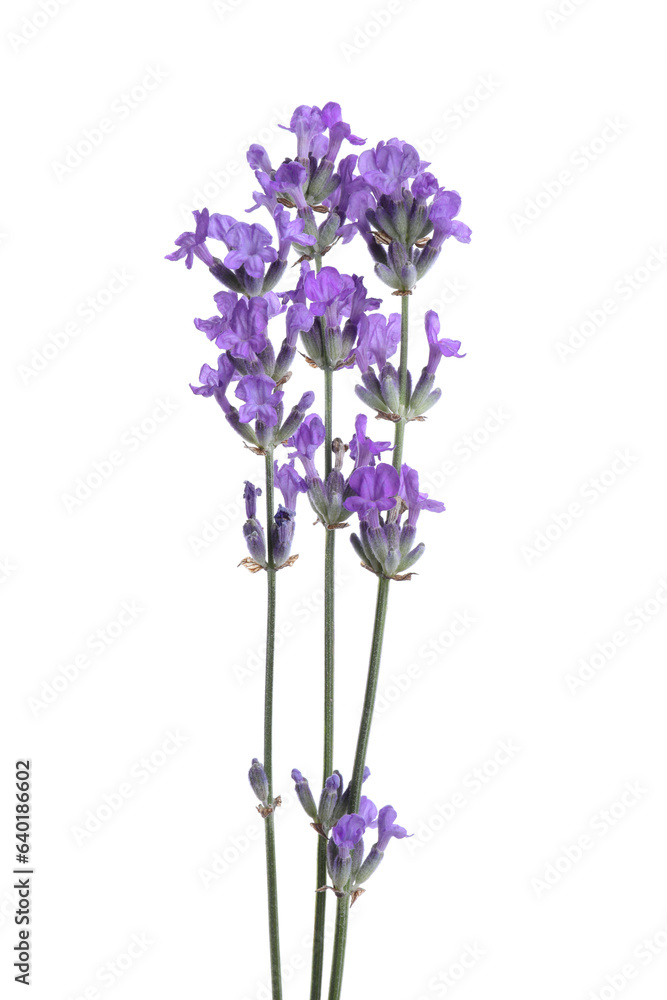 Fototapeta premium Beautiful blooming lavender flowers isolated on white