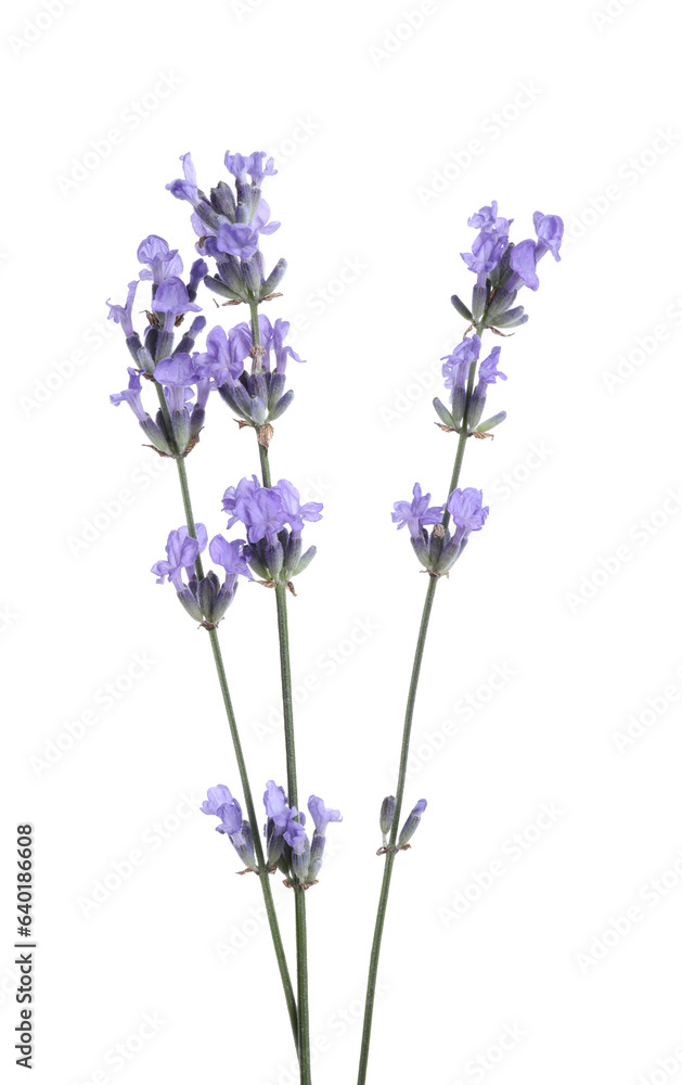 Fototapeta premium Beautiful blooming lavender flowers isolated on white