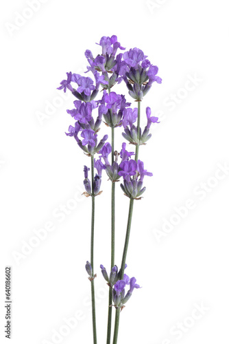 Beautiful blooming lavender flowers isolated on white