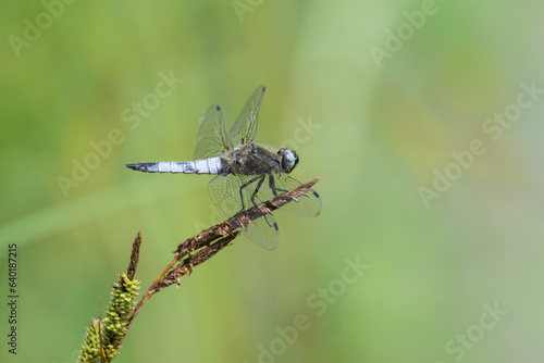 A scarce chaser dragonfly resting near water
