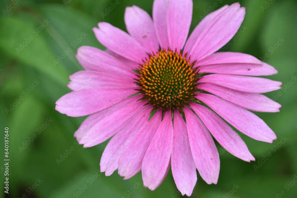 Looking Down into a Coneflower Blooming and Flowering Looking Down into a Coneflower Blooming and Flowering