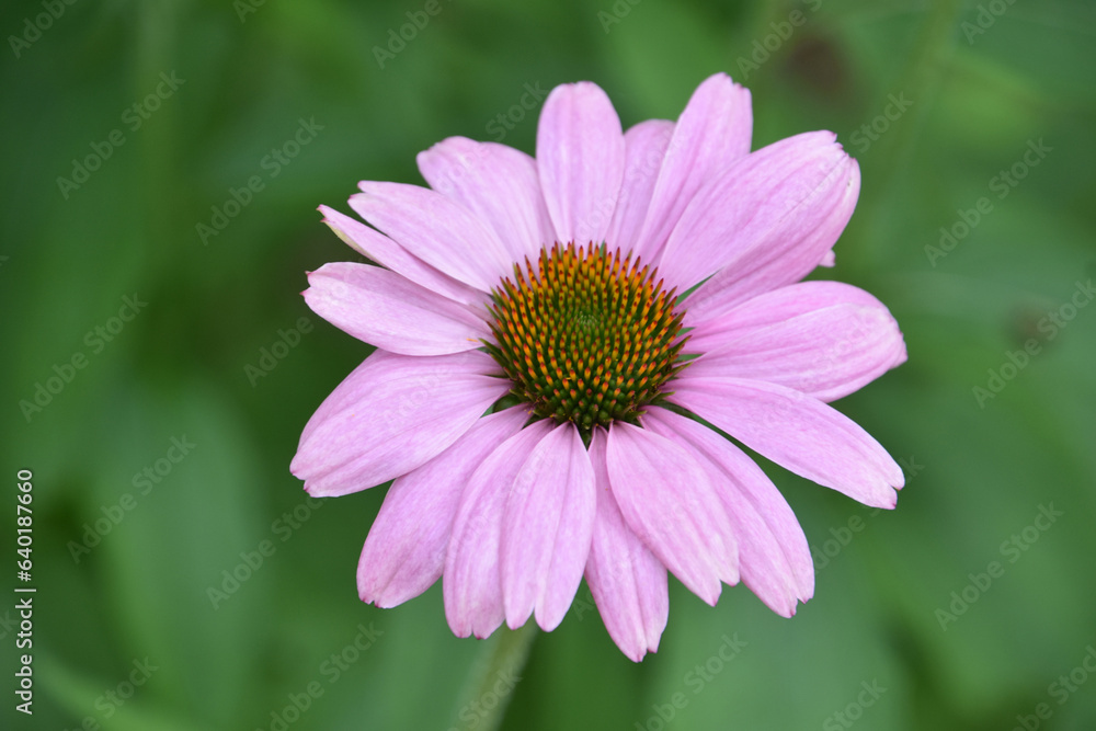 Light Pink Coneflower Blooming and Flowering in a Garden Light Pink Coneflower Blooming and Flowering in a Garden