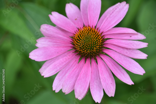 Looking Down into a Coneflower Blooming and Flowering