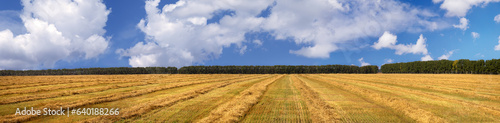 Harvesting bread  field and beautiful blue sky with white clouds  autumn  panoramic view