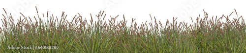 Photo Carex brunnea or Brown sedge grass field in nature, meadow in springtime, Tropic