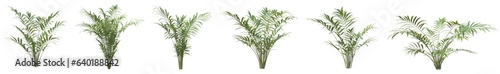 Set of Howea forsteriana plant or Kentia palm with isolated on transparent background. PNG file, 3D rendering illustration, Clip art and cut out