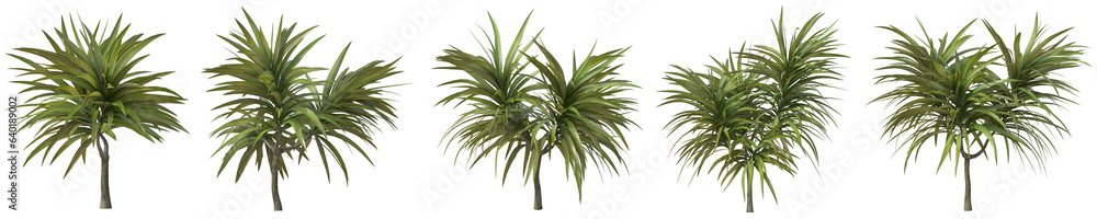 Set of Dracaena Cambodiana plant or Green dragon tree with isolated on transparent background. PNG file, 3D rendering illustration, Clip art and cut out Set of Dracaena Cambodiana plant or Green dragon tree with isolated on transparent background. PNG file, 3D rendering illustration, Clip art and cut out